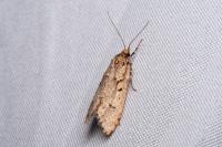 Diurnea fagella