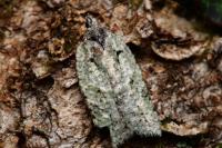 Acleris literana