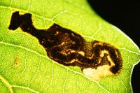 Stigmella suberivora