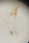 Caloptilia falconipennella