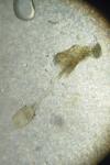 Caloptilia falconipennella
