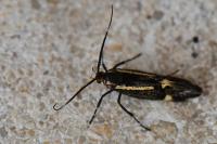 Esperia sulphurella