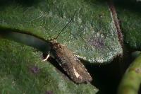 Agonopterix purpurea