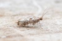 Digitivalva granitella