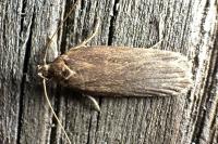 Depressaria