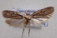 Agonopterix olusatri