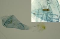 Agonopterix olusatri