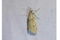 Diurnea fagella