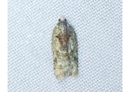 Acleris literana