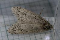 Diurnea fagella