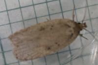 Agonopterix