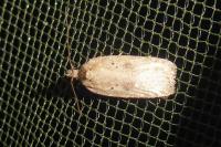 Agonopterix scopariella