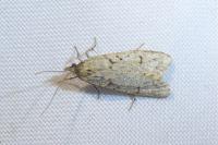 Diurnea fagella