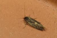 Opogona omoscopa