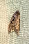 Semioscopis steinkellneriana
