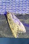 Semioscopis avellanella