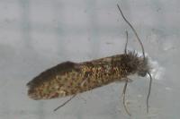 Dyseriocrania subpurpurella