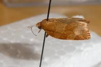 Pandemis cinnamomeana
