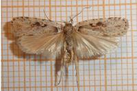 Agonopterix ocellana