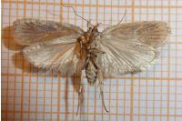 Agonopterix ocellana