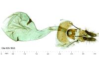 Notocelia mediterranea