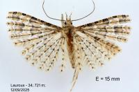 Alucita bidentata