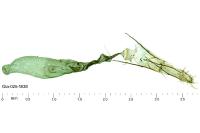 Alucita bidentata
