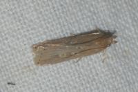 Helcystogramma triannulella