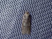 Semioscopis avellanella