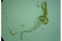 Megacraspedus lanceolellus