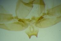 Platyptilia gonodactyla