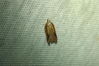 Acleris cristana