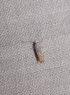Phyllonorycter harrisella
