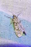 Diurnea fagella