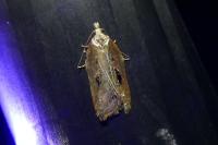 Acleris cristana