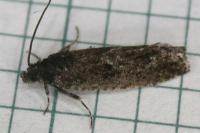 Pammene giganteana