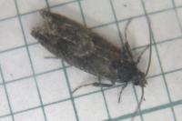 Pammene giganteana