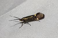 Esperia sulphurella