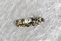 Pammene argyrana
