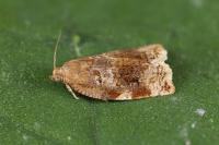 Archips xylosteana