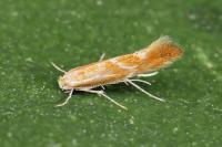 Phyllonorycter corylifoliella