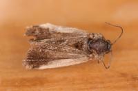 Epiblema cirsiana