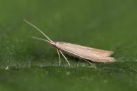Coleophora maritimella