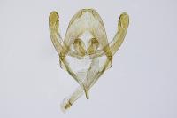 Rebelia plumella surientella