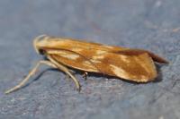 Mirificarma eburnella