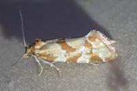 Aethes hartmanniana