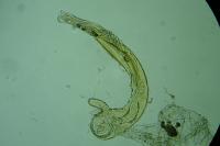 Stenoptilia annadactyla
