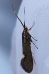 Esperia sulphurella