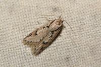 Semioscopis avellanella
