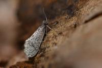 Bankesia conspurcatella